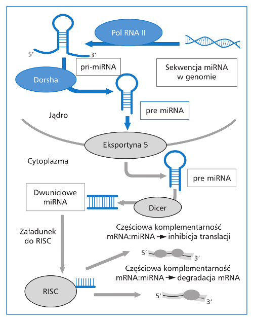 miRNA wcukrzycy typu 2 Nikola Szweda, Łukasz Łaczmański
