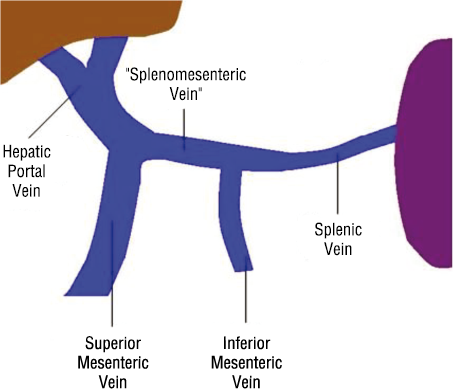 Splenomesenteric vein: formally recognising a clinically relevant ...