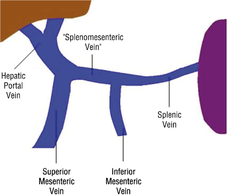 Smv Anatomy - Anatomical Charts & Posters