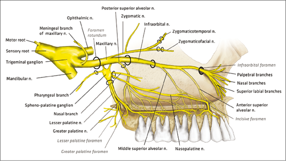 palatine nerve