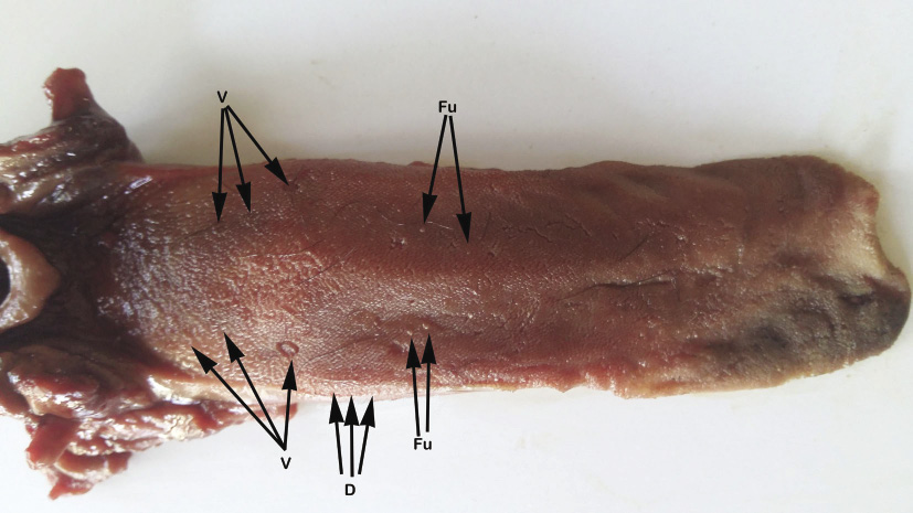 Morphological structure of the tongue of the European badger (Meles ...